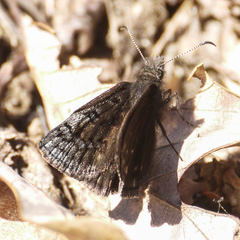 Erynnis brizo