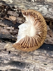 Kuehneromyces marginellus