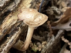 Kuehneromyces marginellus