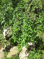 Prunus pendula