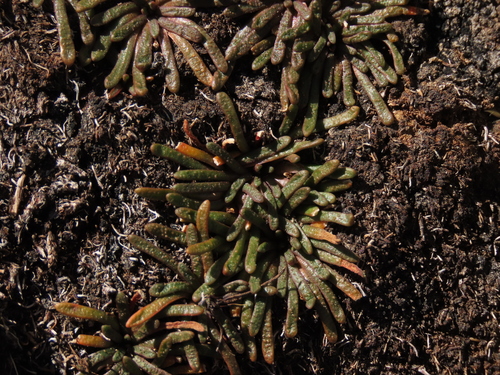 Calandrinia compacta (Calandrinia compacta)