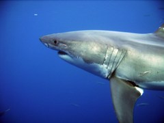 Carcharodon carcharias