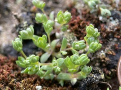 Mononeuria minima