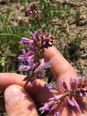 Astragalus bisulcatus
