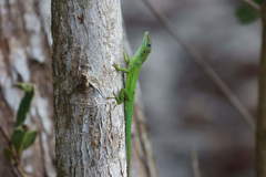 Anolis marmoratus