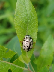 Calligrapha multipunctata