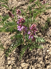 Astragalus bisulcatus
