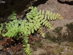 Woodsia montevidensis