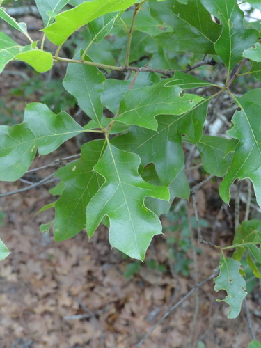 Georgia Oak