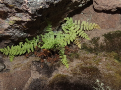 Woodsia montevidensis