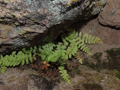 Woodsia montevidensis