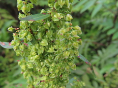 Rumex japonicus