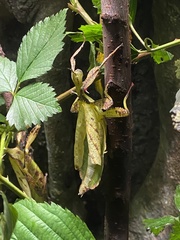 Phyllium siccifolium