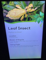 Phyllium siccifolium