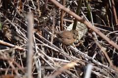Troglodytes pacificus