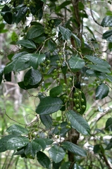 Antidesma platyphyllum