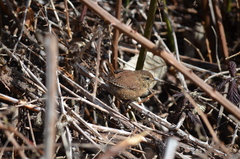 Troglodytes pacificus