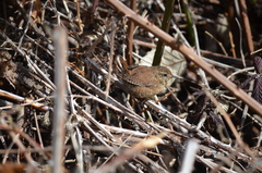 Troglodytes pacificus