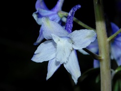 Delphinium tricorne