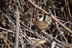 Troglodytes pacificus