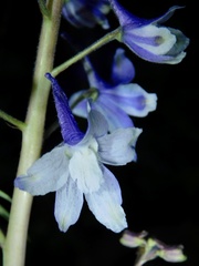 Delphinium tricorne