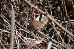 Troglodytes pacificus