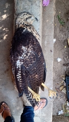 Buteogallus urubitinga