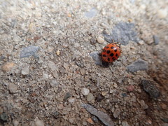 Harmonia axyridis