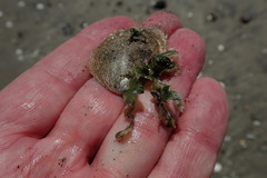 Crepidula onyx