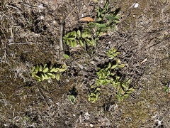 Acanthospermum australe