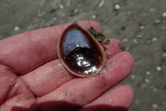 Crepidula onyx