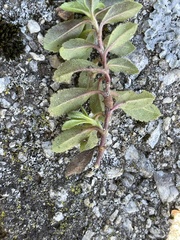 Acanthospermum australe