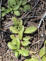 Acanthospermum australe