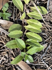 Acanthospermum australe