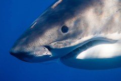 Carcharodon carcharias