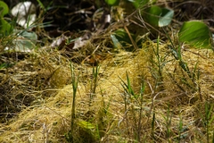Cuscuta sandwichiana