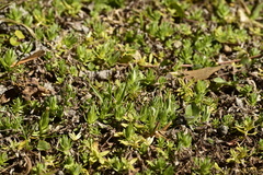 Chevreulia acuminata