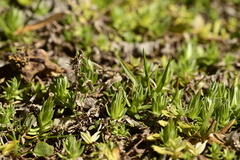 Chevreulia acuminata