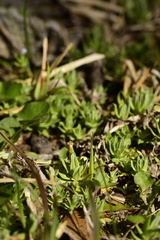 Chevreulia acuminata