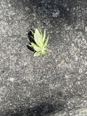 Chevreulia acuminata