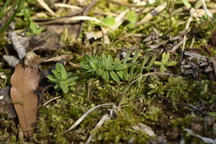 Chevreulia acuminata