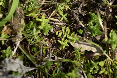 Chevreulia acuminata