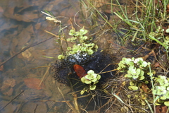 Lithobates montezumae