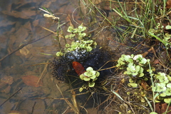 Lithobates montezumae