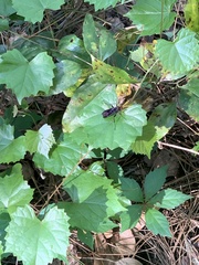 Gnamptopelta obsidianator