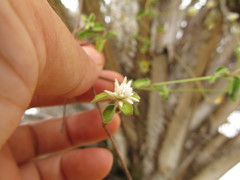 Pfaffia
