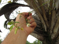 Pfaffia