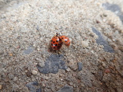 Harmonia axyridis