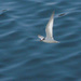 Least Tern - Photo (c) stonebird, some rights reserved (CC BY-NC-SA)
