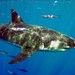 鯖鯊目 - Photo (c) BJ Stacey，保留部份權利CC BY-NC